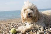 Foto - Urlaub mit Hund? Exklusive Reetkaten am Meer, Ostsee, Fehmarn, Lübecker Bucht, auch Last Minute Angebote, Ferienhaus Ferienwohnung Strand Hundeurlaub