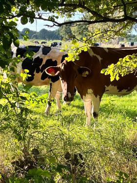 Foto - andere in Ostrhauderfehn zur Miete