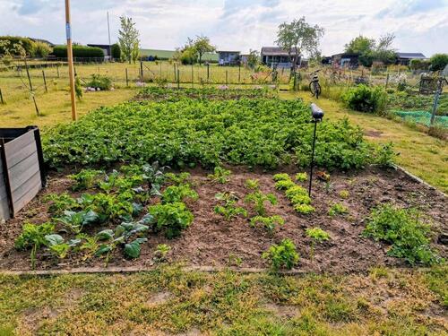 Foto - Schrebergarten in 31180 Giesen 'Gartenfreunde Giesen' abzugeben