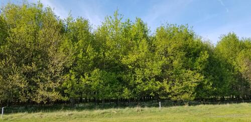 Foto - Grundst&uuml;ck zur Miete in Neustadt am Rübenberge