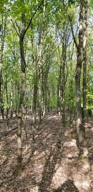 Foto - Grundst&uuml;ck in Neustadt am Rübenberge zur Miete