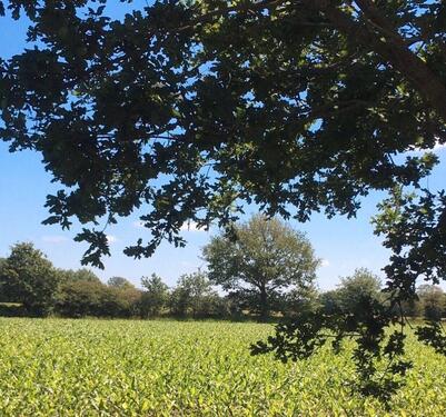 Foto - Einfamilienhaus in Großenwiehe zum Kaufen