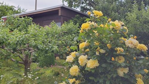 Foto - Topgepflegtes Pachtgrundstück abzugeben-pünktlich zum Saisonstart