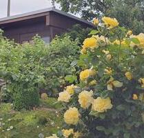 Topgepflegtes Pachtgrundstück abzugeben-pünktlich zum Saisonstart - Chemnitz Altchemnitz