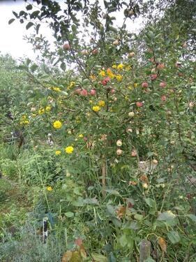 Foto - Grundst&uuml;ck in Teutschenthal