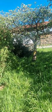 Foto - Einfamilienhaus in Chamerau zum Kaufen