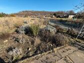 Foto - Gartengrundstück am Geiseltalsee mit Laube