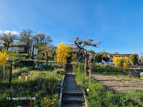 Foto - großer Kleingarten in FrankfurtO
