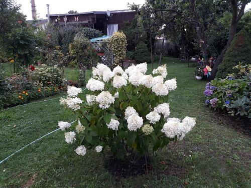 Foto - Grundst&uuml;ck zur Miete in Elsterwerda