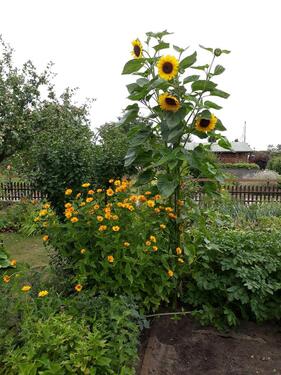 Foto - Grundst&uuml;ck in Elsterwerda