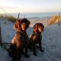 Foto - Schicke Ostsee-Ferienwohnung für 2-4 Personen, gern mit Hund