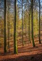 Foto - Wald, Outdoor, Bushcrafting, Brennholz, Wochenend Grundstück