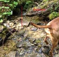 idyllischer Bergwald mit Bachlauf - Gemeinde Jungholz - Pfronten