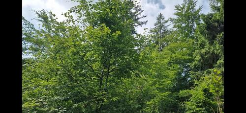 Foto - Grundst&uuml;ck zur Miete in Pfronten