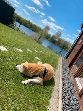 Foto - Ferienhaus am See,Hund ,Sauna, privatem Seezugang 31.05-07.06