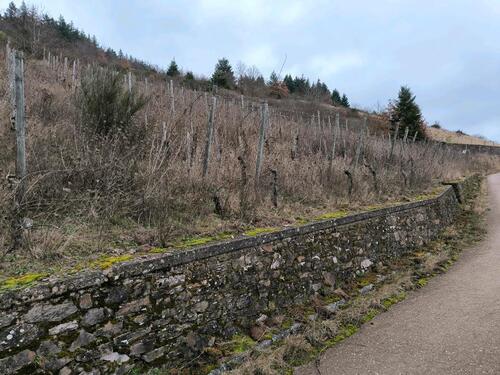 Foto - Weinberg 1846 m - 800,00&nbsp;EUR Kaltmiete, ca.&nbsp; 0,00&nbsp;m&sup2;