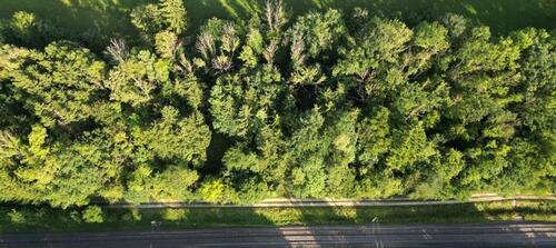 Foto - Wald gemischt und kleine Wiese mit Apfelbäume
