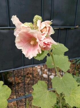 Foto - Kiezgefluester - Ein Haus zum Ankommen und Verlieben