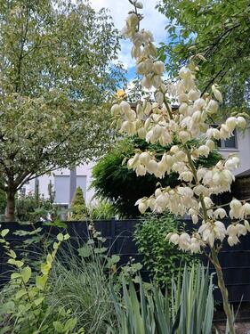 Foto - 3 Zimmer Einfamilienhaus zum Kaufen in Berlin