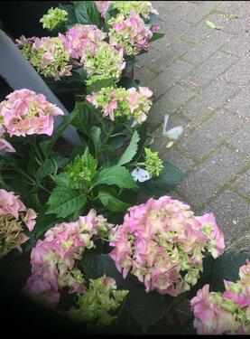 Foto - 2 Zimmerwohnung mit Wohnküche, Balkon&Garten