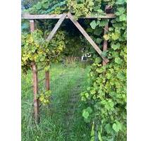 Kleingarten zu verpachten - 50,00 EUR Kaltmiete, ca.  0,00 m² in Elsterwerda (PLZ: 04910)