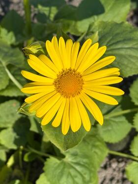 Foto - Garten zu verpachten - 120,00&nbsp;EUR Kaltmiete, ca.&nbsp; 0,00&nbsp;m&sup2;