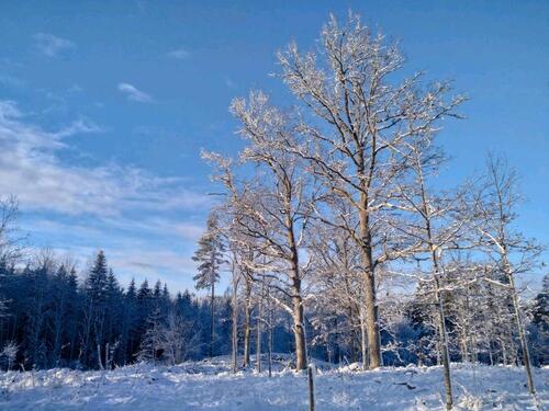 Foto - Einfamilienhaus zum Kaufen in Tönning