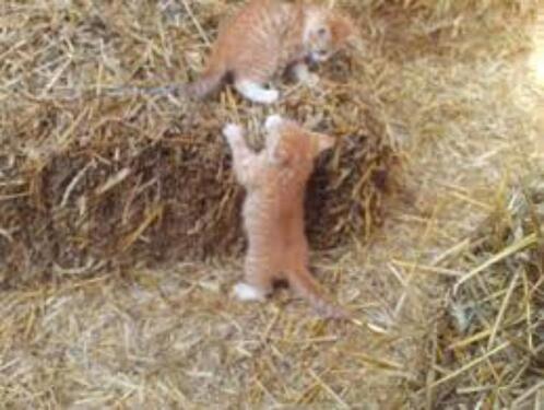 Foto - andere zur Miete in Esens