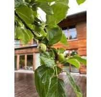 Haus in idyllischer, dörflicher Umgebung nähe Chiemsee - Traunreut Irsing