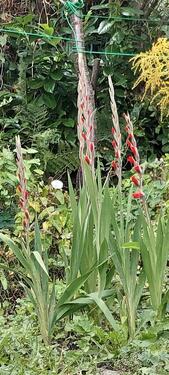 Foto - Grundst&uuml;ck in Zwickau zur Miete