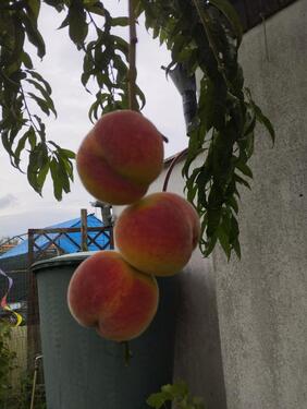 Foto - Grundstück zur Miete in Rostock