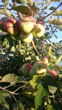 Foto - Grundstück in Rostock