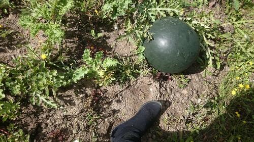 Foto - Grundstück in Rostock zur Miete