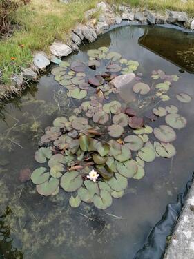 Foto - Grundstück in Crimmitschau