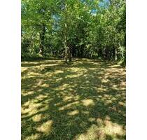 Garten Grundstück.Freizeitgrundstück.Bienen Stellplatz.Imker.Obst - Klingenmünster