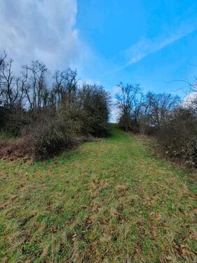 Foto - Wiese, Wald, Weide, Steinbruch, Freizeit in 67822 Kalkofen