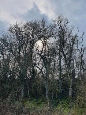 Foto - Grundst&uuml;ck in Winnweiler zur Miete