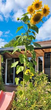 Foto - Ferienhaus in erster Reihe mit unverbaubarem Seeblick