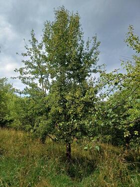 Foto - Grundstück, Streuobstwiese in Bad Soden zu verpachten