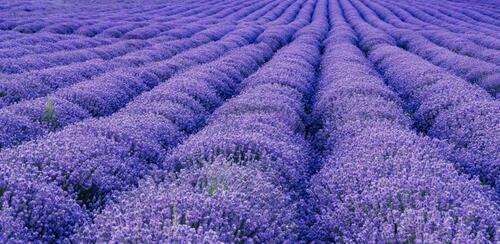 Foto - Provisionsfrei auf dem Kuhberg: Tolles Einfamilienhaus