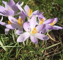 Stellplatz Straubing - 30,00&nbsp;EUR Miete, in Straubing (PLZ: 94315)