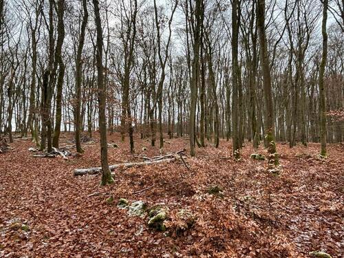 Foto - Bushcraft, Freizeitgrundstück - 50,00&nbsp;EUR Kaltmiete, ca.&nbsp; 0,00&nbsp;m&sup2;