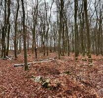 Bushcraft, Freizeitgrundstück - 50,00&nbsp;EUR Kaltmiete, ca.&nbsp; 0,00&nbsp;m&sup2; in Ettringen (PLZ: 56729)