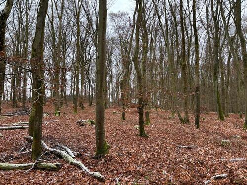 Foto - Grundst&uuml;ck in Ettringen zur Miete
