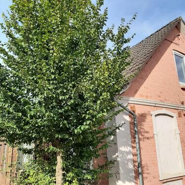 Foto - Hemmoor Althemmoor Einfamilienwohnhaus 4 Zimmer **ANFRAGESTOPP**