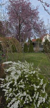 Foto - 4 Zimmer Einfamilienhaus zum Kaufen in Falkensee