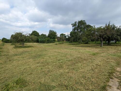 Foto - Wiese in Bietigheim (Lug) Stückle Baumwiese Grundstück