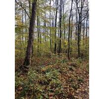 Schönes Waldgrundstück - 2,00 EUR Kaltmiete, ca.  0,00 m² in Bad Kreuznach (PLZ: 55543) Bad Münster am Stein-Ebernburg