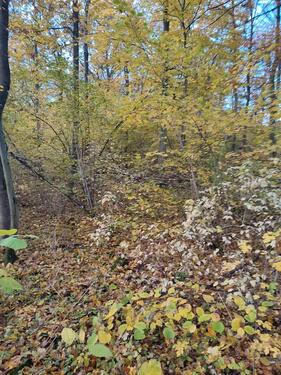 Foto - Grundstück zur Miete in Bad Kreuznach