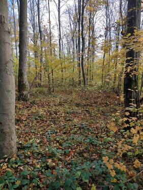 Foto - Grundstück in Bad Kreuznach